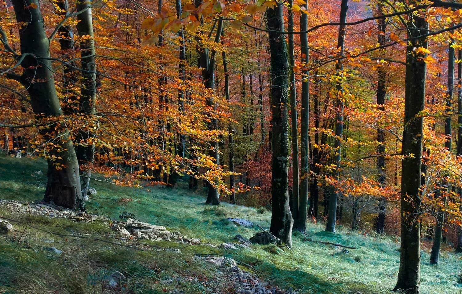 LIZARRUSTI PARKETXEA