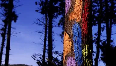Bosque de Oma en Kortezubi — oficial (4 de 7)