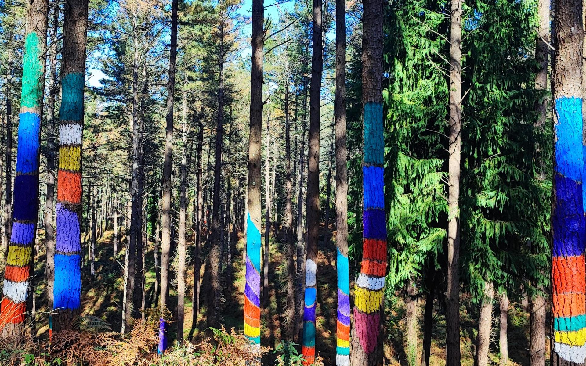 Bosque de Oma