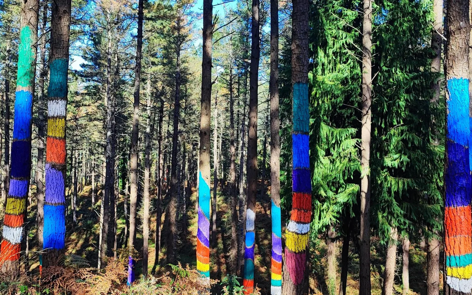 Bosque de Oma