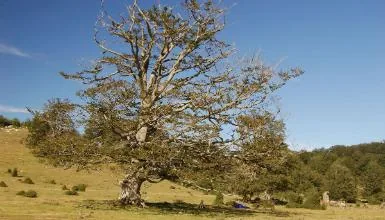Sierra de Entzia