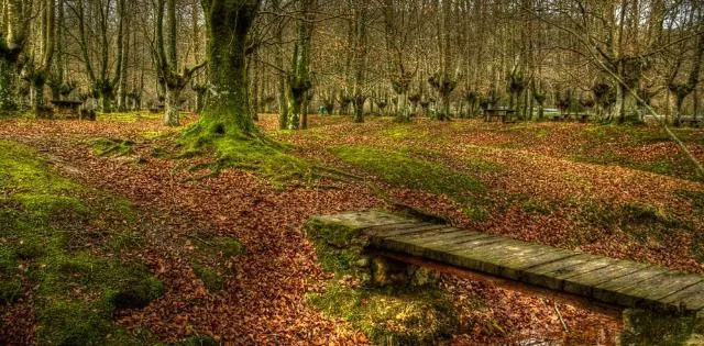Hayedos de Gorbeia y Antzasti Euskal Etxea