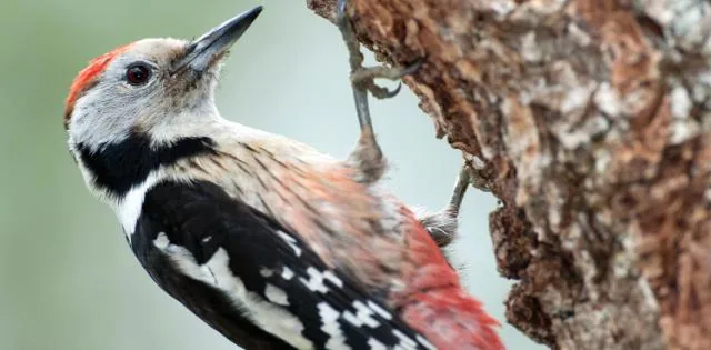 Disfruta las aves en la Montaña Alavesa