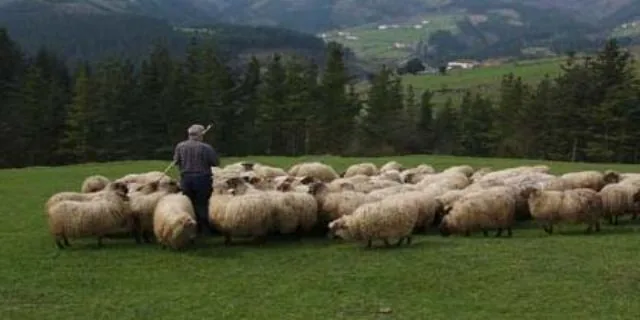 Goierri, pastor por un día. De los pastos a la quesería en Zegama — oficial