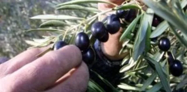 Aceite y vino en Rioja Alavesa