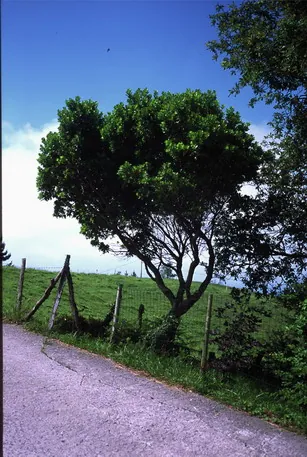 Madroños de Laranga