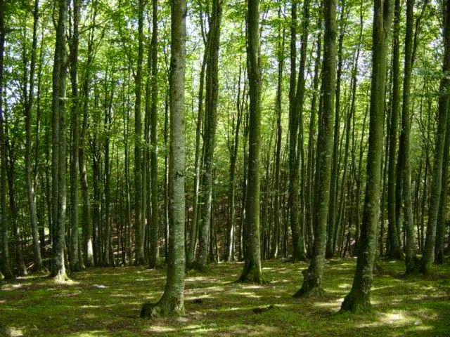 Hayedo de Altzania