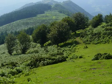 Vegetación de Karakate