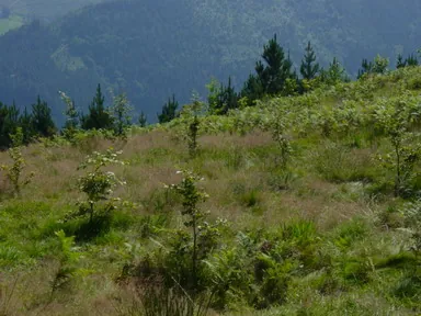 Plantaciones de Karakate