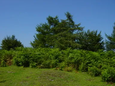 Gizaburua