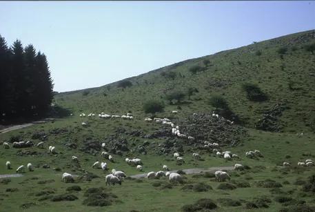 Polje de Malla