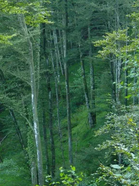 Bosque de Ondardi