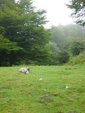 Arrastagaña
