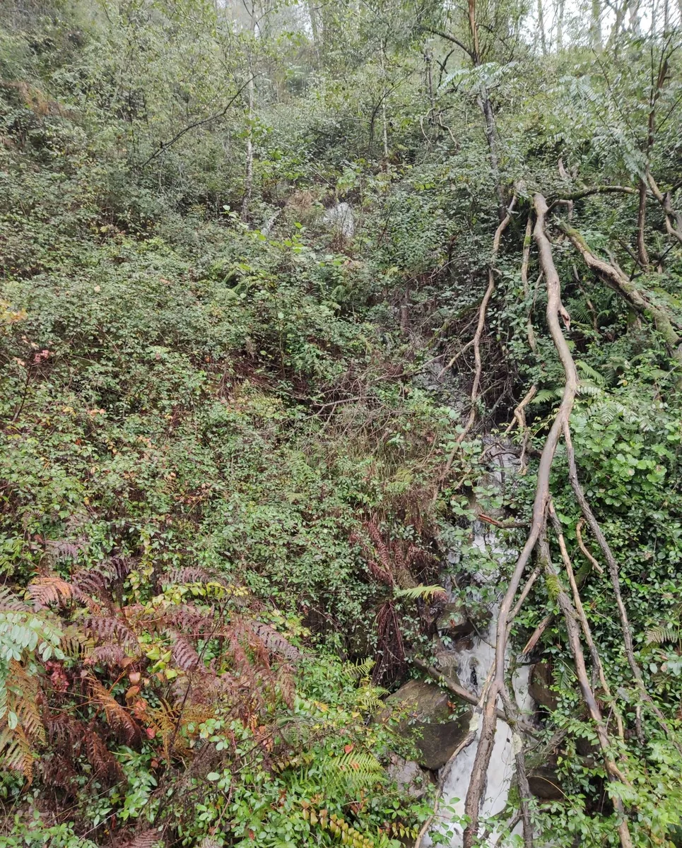Gaztainmuntua