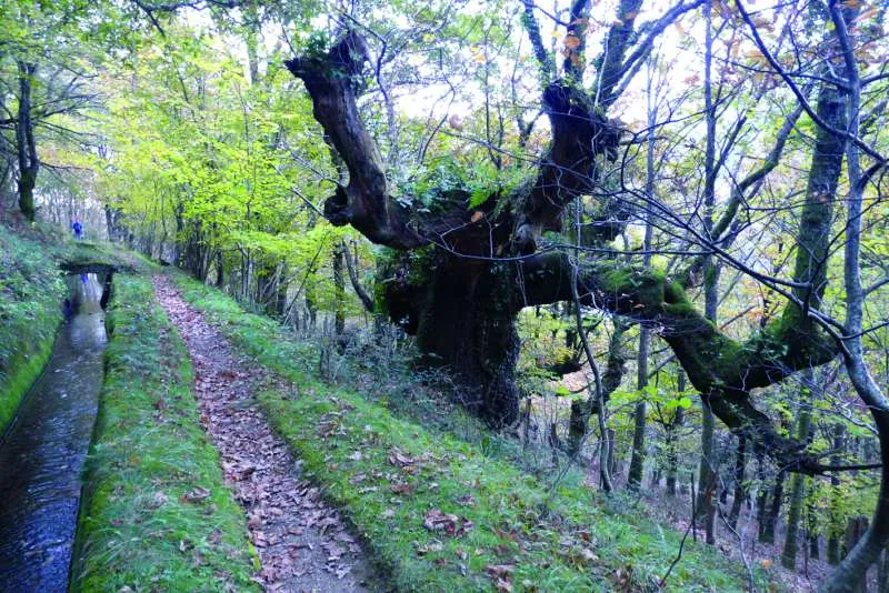 Canal de Dominiko