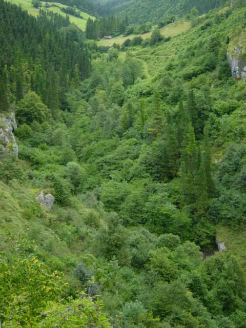 Bosquecillo de Potorrosin