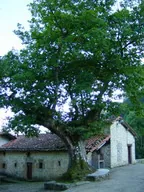 Roble de Urruxola