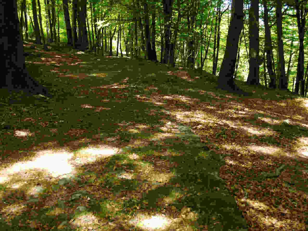 Calzada de Berrenoa