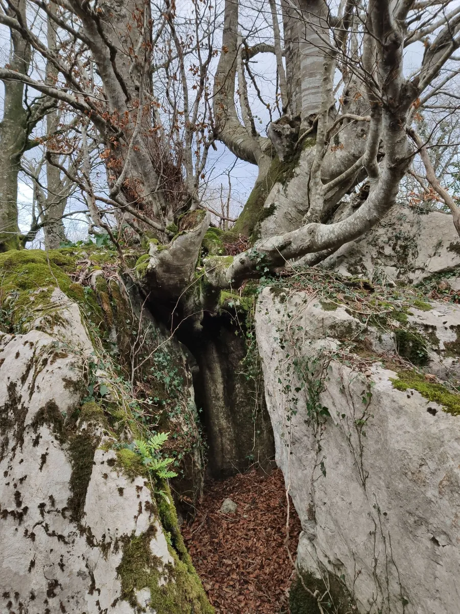 Árbol en Plazegi
