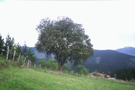 Encina de Bolibar