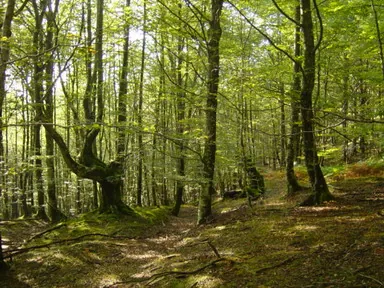 Bosque de Iturrigorri