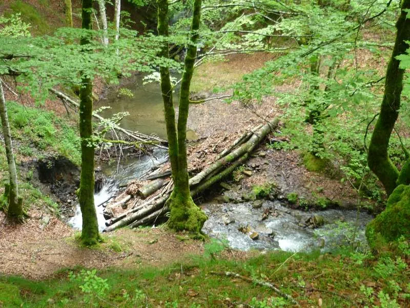 Bosque de Iturrigorri