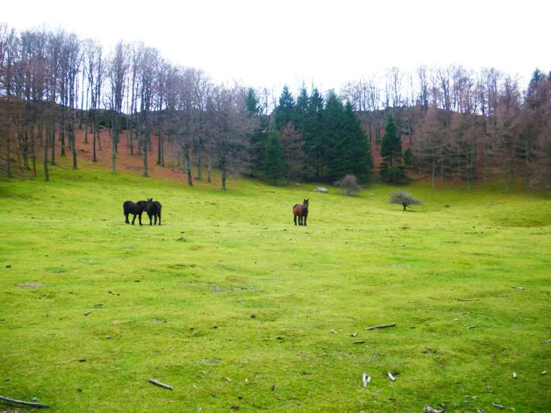 Malla con Caballos