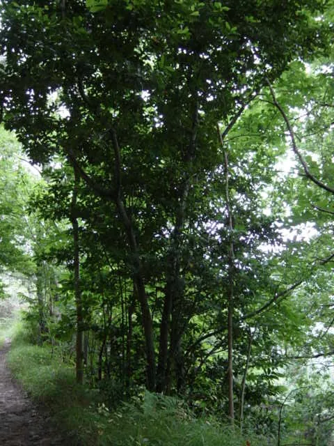 Laurel de Arkiza