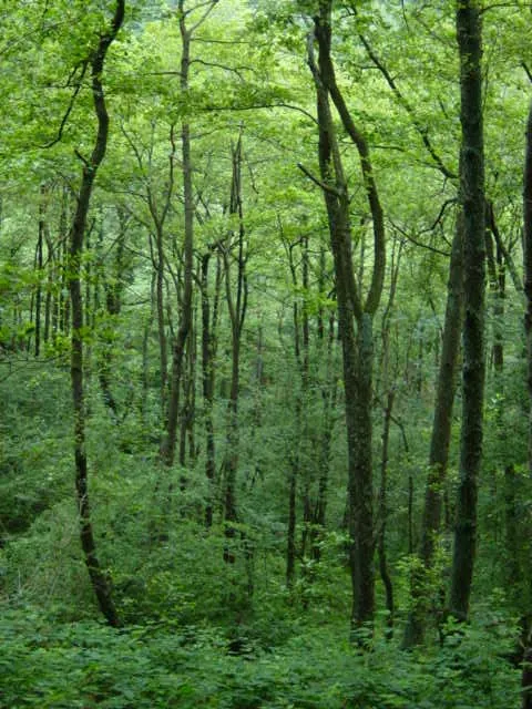 Bosque Mixto de Mandabide