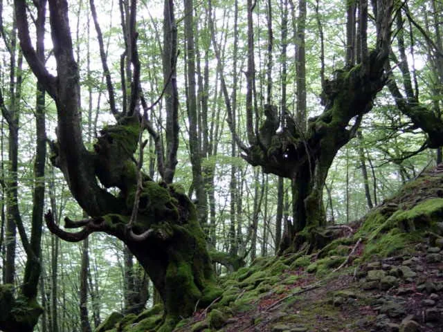 Hayedo Bajo Aizkorri