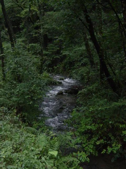 Bosque de Goltzibar