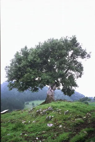 Encina de Abeletxe