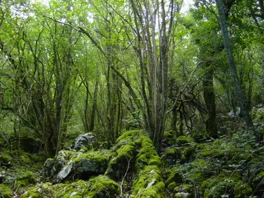 Bosquecillo de Kanpantzar