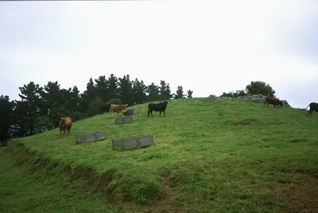 Ganadería Korostola