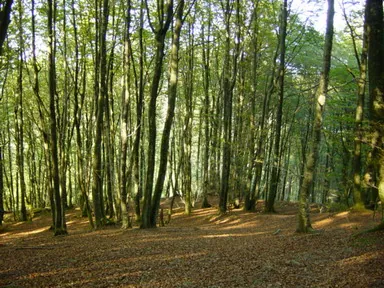 Hayedo al N. De Murumendi