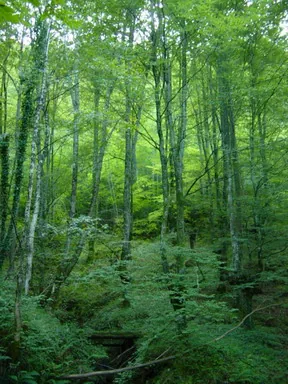 Bosque de Urkia