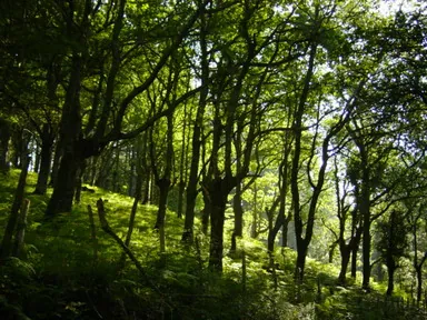 Robledal de Mañastegi