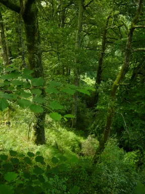 Bosquecillo de Lizarraga