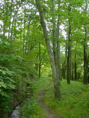 Robledal de Ugarkalde