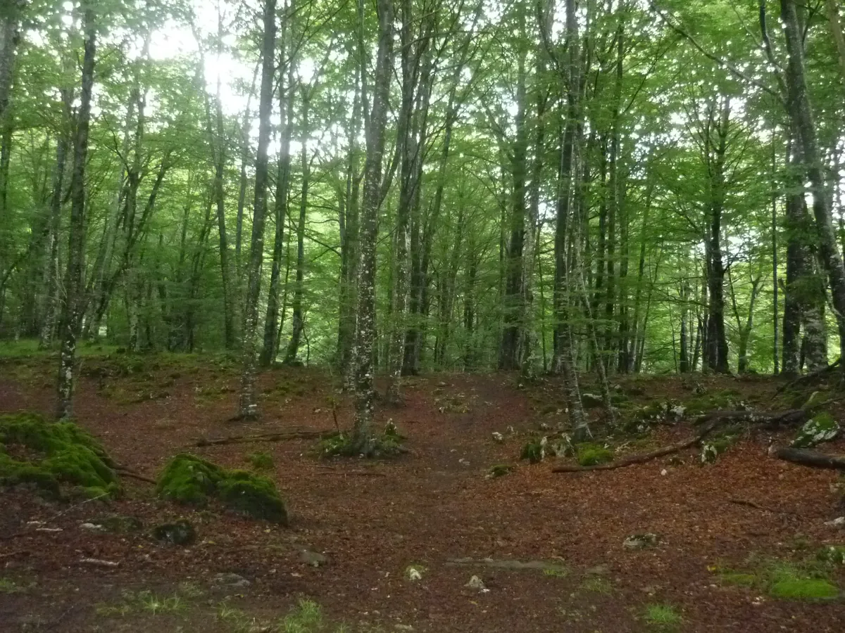 Bosque de Alleku