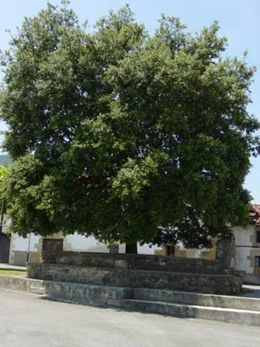 Encina de Zerain